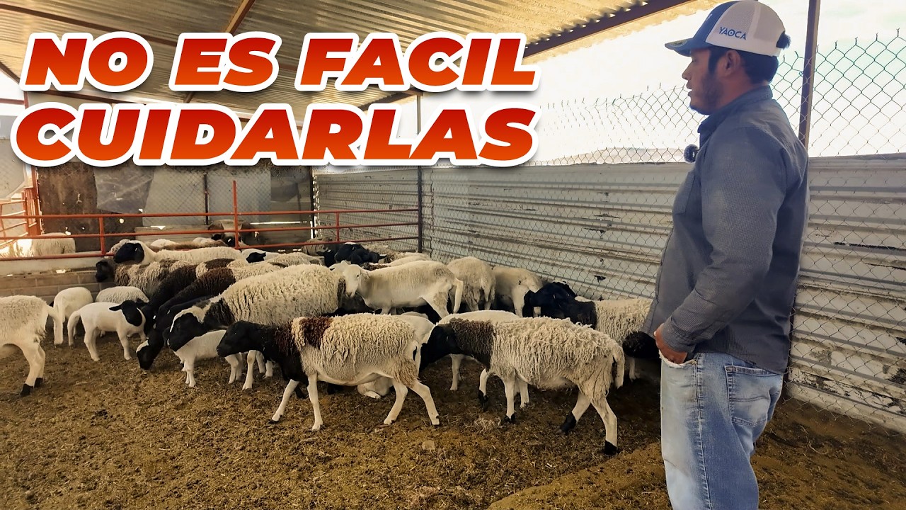 Es DIFICIL TRABAJAR con BORREGAS | Rancho Cinco Talentos