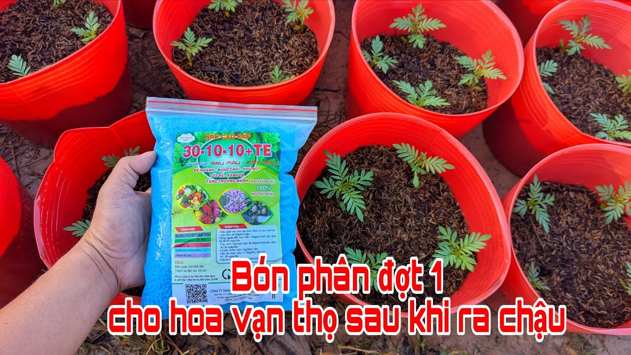 Trồng Hoa Vạn Thọ Tết 2026 Tây Ninh - Bón phân đợt 1 sau khi ra chậu 