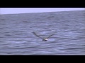 Wilsons Storm Petrel Oceanites oceanicus First North Sea Record mp3