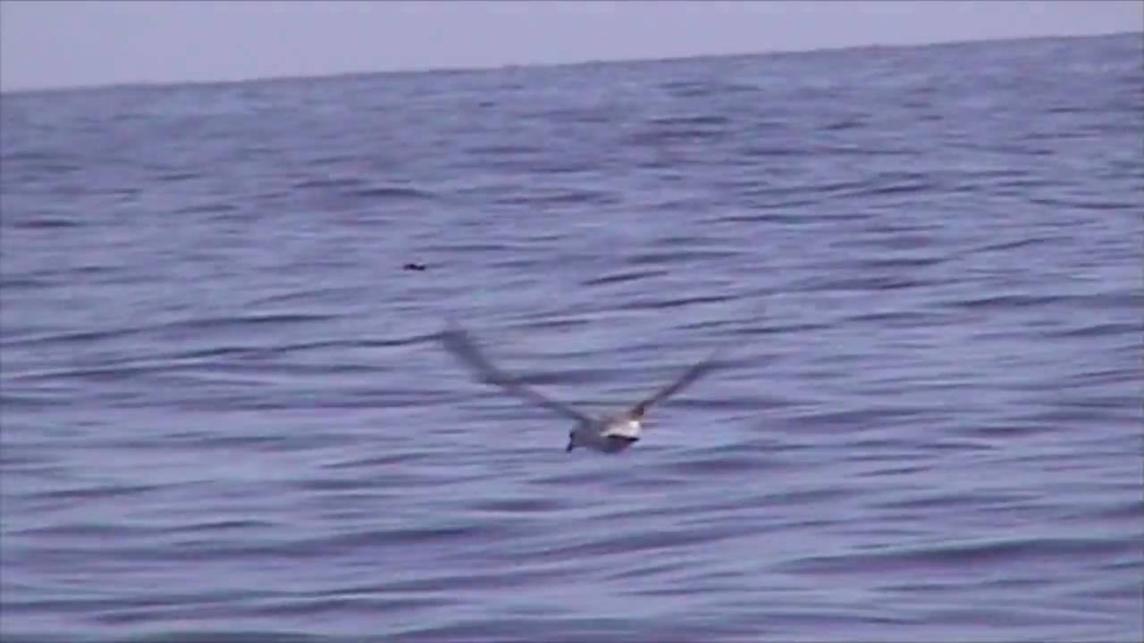 Wilson's Storm Petrel (Oceanites oceanicus) - First North Sea Record