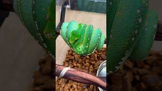 Famous Fresh & complete shed for this beautiful adult female Green Tree Python named Kelly. 💚🐍 Wealth