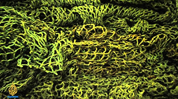 earthrise - Fish Net Fashion