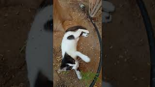 Kagat Pa Charmy cat cute funny catlovers