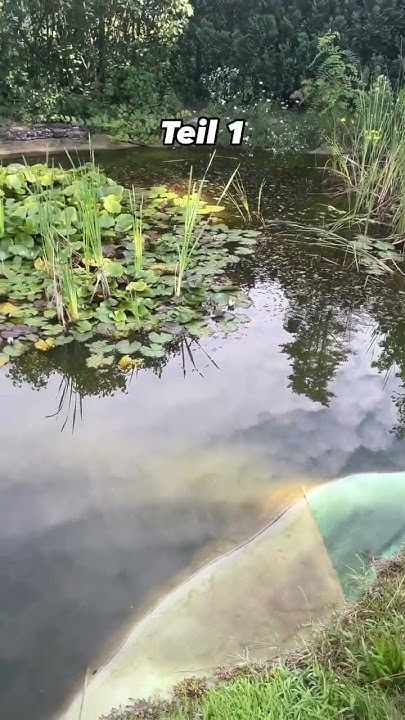 Neuer Goldfischteich neues Glück YouTube