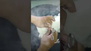 pomeranian Ear cleaning