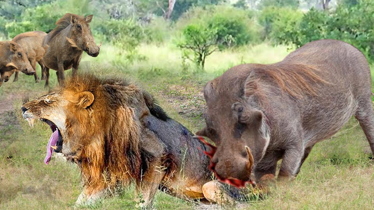 Incredible! Ferocious Warthog Attacks Lion Madly Causing The Predator To  Run Away In Fear - YouTube