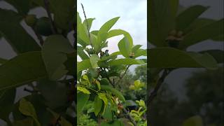 Tremendous Fruitings In Guava Tree, On Rooftop Garden 😍