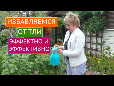 Тля На Участке Пришло Время От Нее Избавиться!