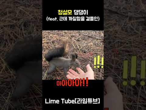 여러분 여기 댕댕이 <strong>청설모</strong> 좀 보고 가세요~ (feat. 까칠함) 라임튜브 LimeTube