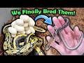 Curious Taiwanese Beauty Snakes Hatching!