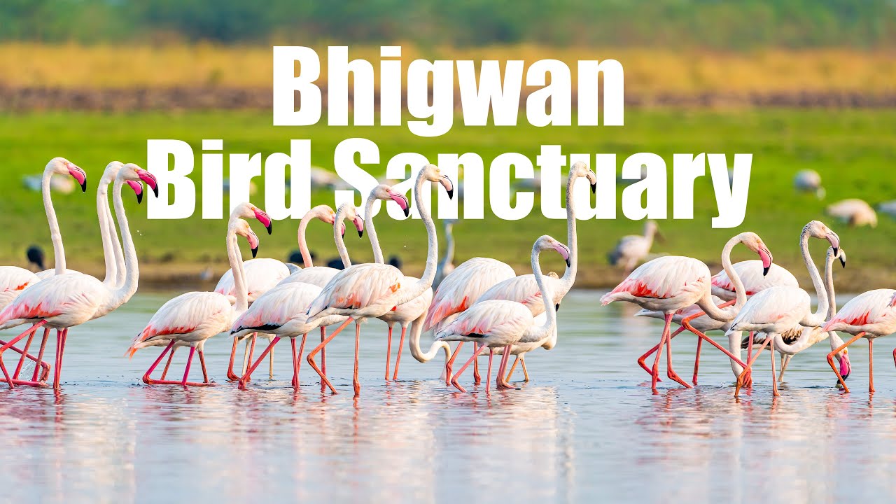 bhigwan-bird-sanctuary-flamingo-sony-a7iv-sony-fe-200-600mm-f5-6
