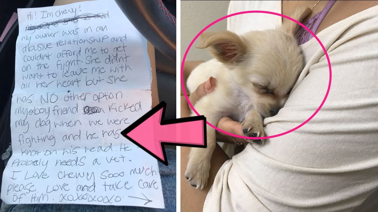 Woman Found Puppy Abandoned In Airport Bathroom And Reads Owner’s Note About Boyfriend’s Abuse