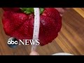 Israeli farmer grows worlds heaviest strawberry