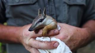 RARE NUMBAT! | Tim Faulkner