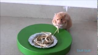 Милые Веселые Хомячки! Funny Hamster 2015 Милые Веселые Хомячки! Funny Hamster 2015