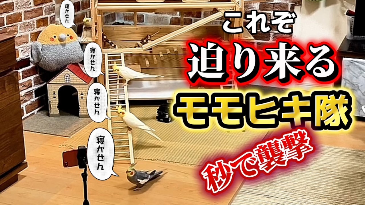 【100万再生の続編】お父ちゃんが昼寝しようものならオカメインコ達はこうなる。秒で始まる襲撃の儀‼️ #安眠崩壊