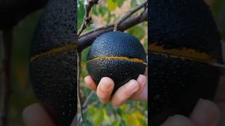 Download Lagu Dill pa hath rakh k sirf 11 bar ya baisu ya nooro Parhe #shorts #bloxfruits #shortsvideo #viral MP3