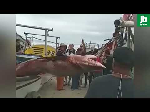 Tubarão Cabeça-chata é capturado acidentalmente por pescadores em Matinhos
