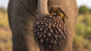 African Lion Vs Oxpecker Symbiosis Or Parasite?