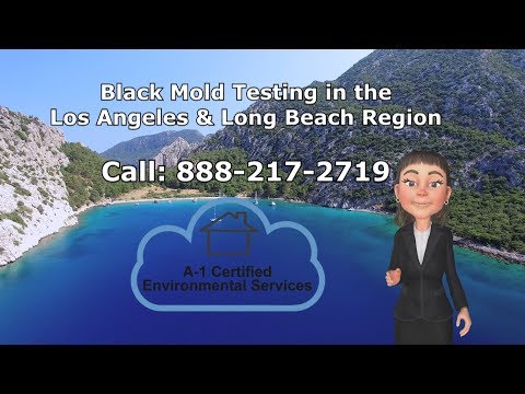 Black Mold Testing Los Angeles