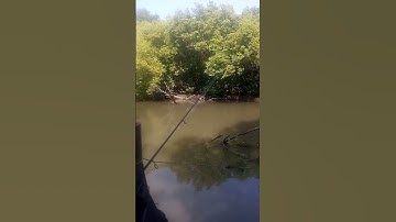 spot mancing hutan bakau #mancing #mancingmania #mancingliar #viral #shorts