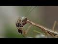 アリを食べるカマキリの幼虫