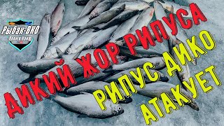 Диалоги  о  рыбалке или ЖОР РИПУСА !!!  РИПУС vs ГИРЛЯНДА! Рипус  на  закате  часть первая