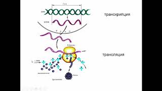 Реферат: Конспект урока по биологии-биосинтез белков