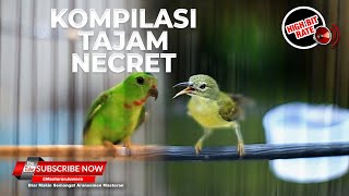 🔴Masteran Kompilasi Necret Tajam Kolibri Manggar Betina Gacor & Serindit Gacor Necret Isian Cililin