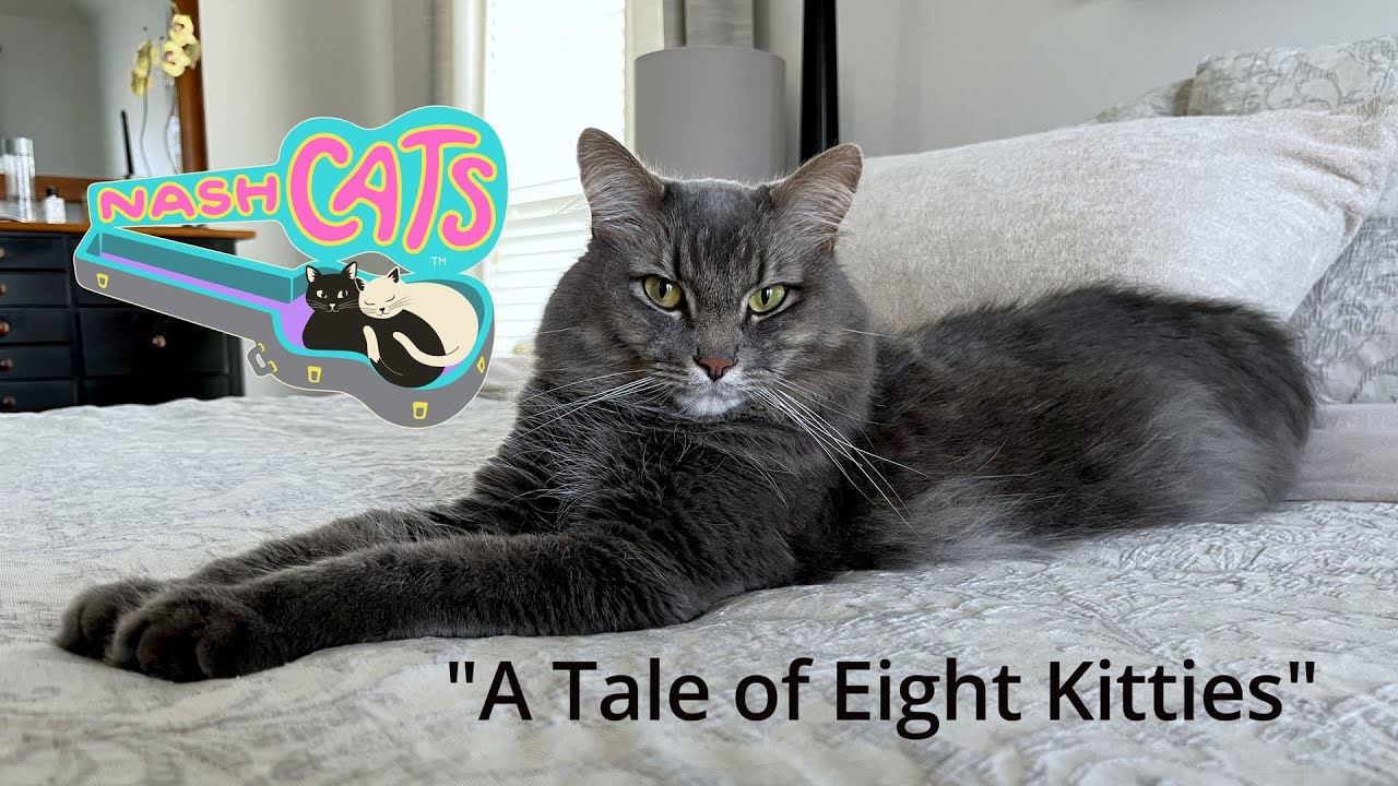 A Tale of Eight Kitties | NashCats Episode 2