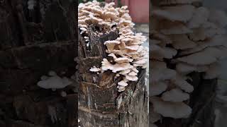 Today out door oil colour painting #art #youtube #shortvideo