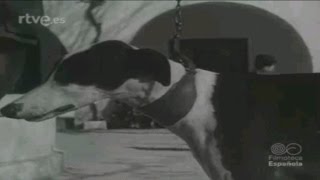 Lopera en el NODO