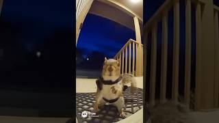 Pov When The Tiniest Agent Gets The Biggest Mission