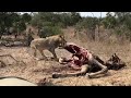 Young Mbiri male Lion shows his strength