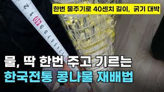 101.물 딱 한번 주고 굵고, 40센치 까지 기르는 한국전통 콩나물 재배방법입니다