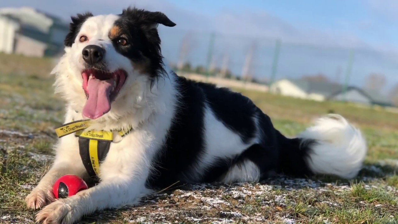 wales wisconsin Dogs Trust Evesham - Wrango