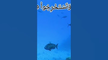ما تيسر من سورة النحل للمقرئ فارس عباد