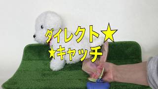 発明家が犬のフンキャッチャーをつくったらこうなりました。【わんぽろキャッチ】は、ダイレクト