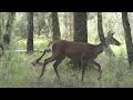 Scènes de vies en forêt (2/6) : Ou quand les animaux ne font que passer