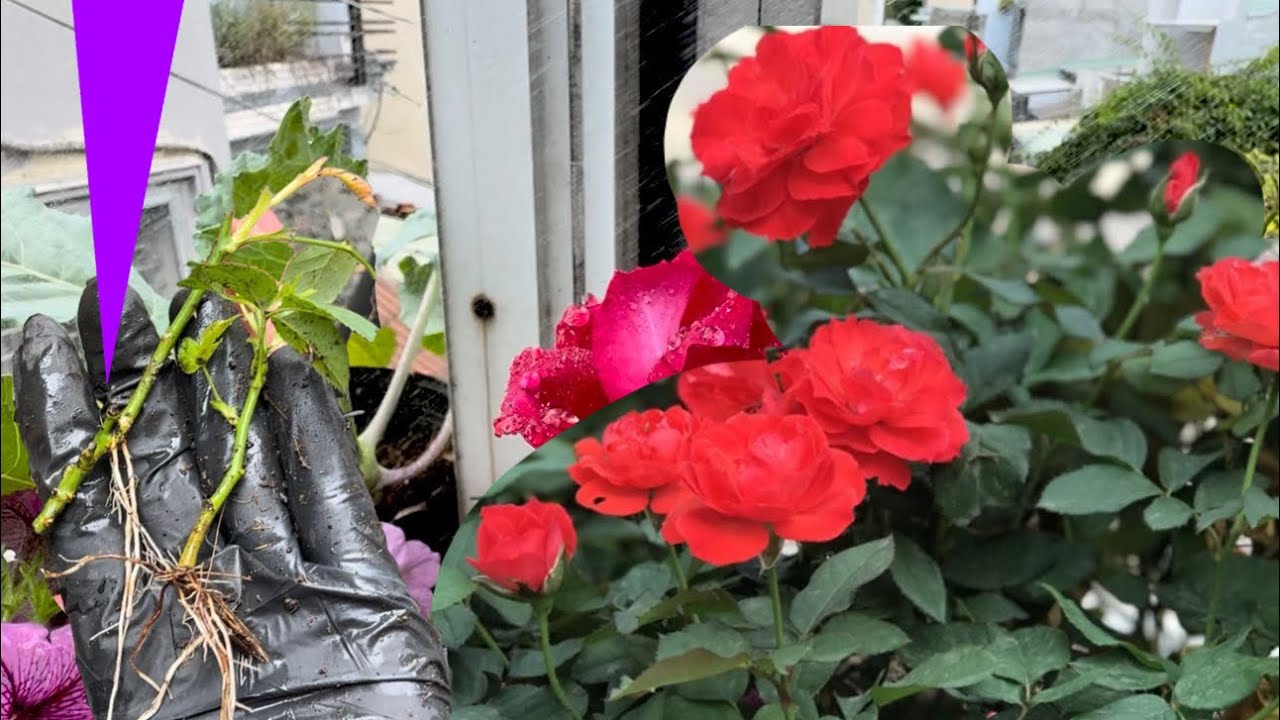 Dù là một chồi non Hoa Hồng cũng sẽ mọc rễ chi chít / Even a young rose bud will take root.