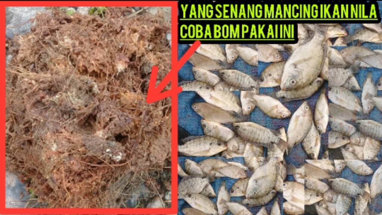 Yang senang Mancing ikan nila BOM pakai ini..!! Di jamin AMPUH..