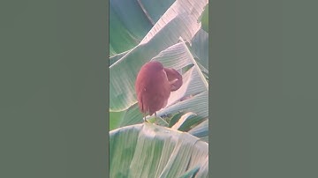 Cò lửa - cò rán 🔥