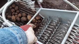 КОПКА КАРТОШКИ 2020! Тремя комбайнами! digging potatoes 2020!