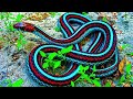 הנחשים הכי יפים בעולם (פסיכי !)┃טופטן