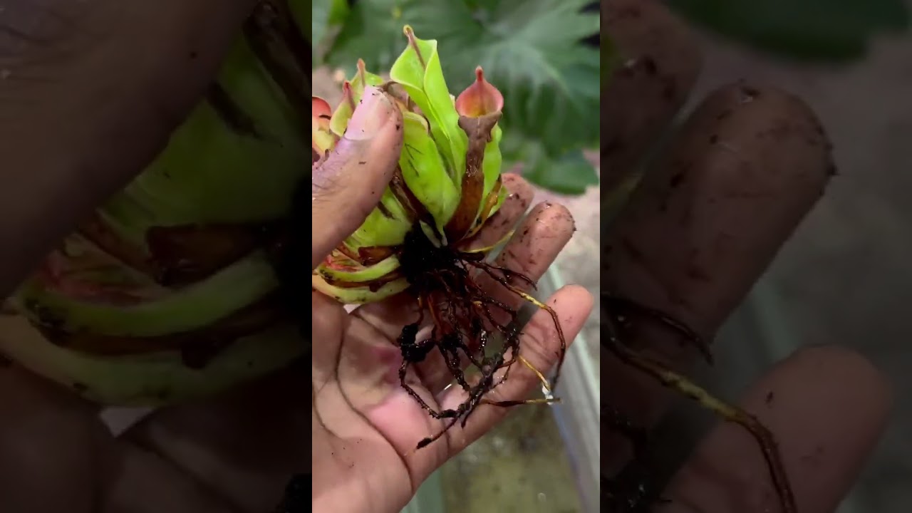 Rehoming the Heliamphora 😫 