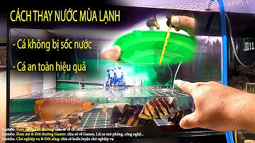 Cách thay nước hồ cá mùa lạnh đảm bảo an toàn - cá không bị sốc nước