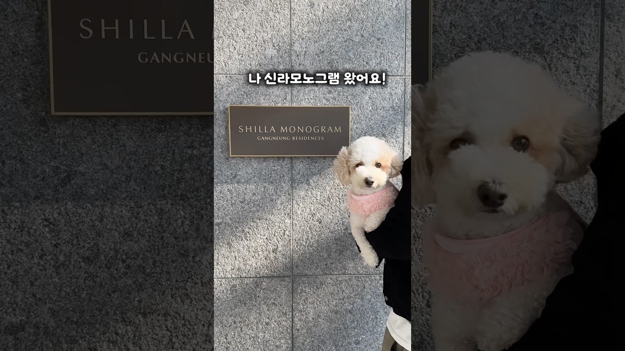 강릉 신라모노그램에서 보낸 뽀또의 하루