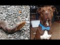 Heroic Pit Bull Hears Child’s Screams And Runs To Save Him From a Snake!