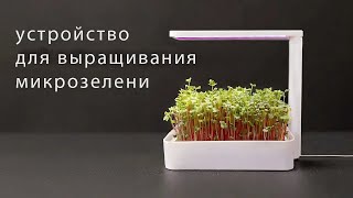 Устройство для выращивания микрозелени.