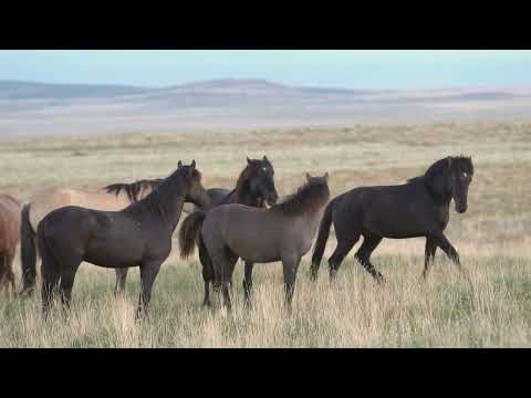 Free Stock Video - Wild horses mating amongst herd